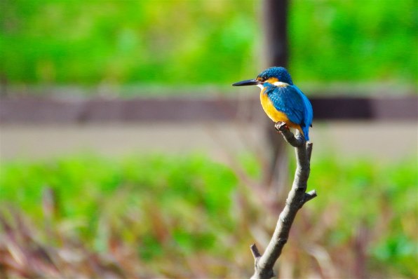 お気に入りのズームレンズで撮った野鳥をお見せ下さい』 クチコミ