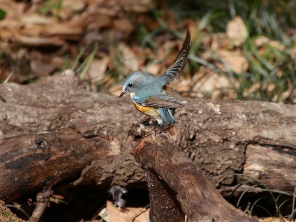 お気に入りのズームレンズで撮った野鳥をお見せ下さい