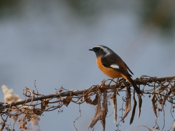 お気に入りのズームレンズで撮った野鳥をお見せ下さい