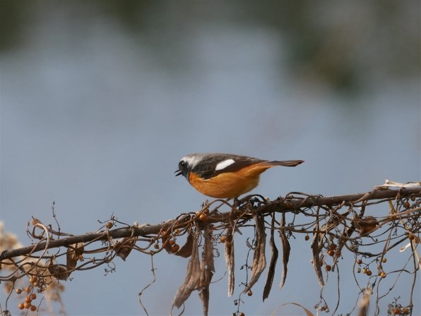 ❤️迫力ズーム❤️Canon 75-300mm❤️野鳥・飛行機撮影❤️ ❤️迫力ズーム❤️Canon 75-300mm❤️野鳥・飛行機撮影