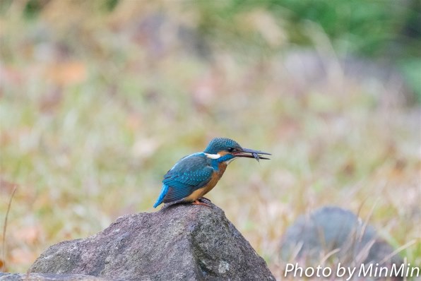 鳥がいく Hurry up!] #bird #cute #shorts #comedy #bird #funny - YouTube