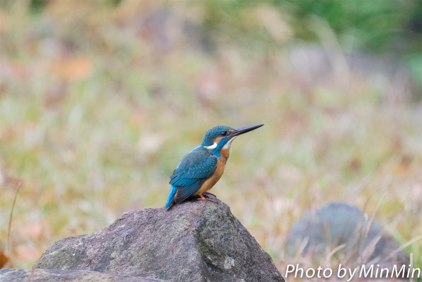 お気に入りのズームレンズで撮った野鳥をお見せ下さい