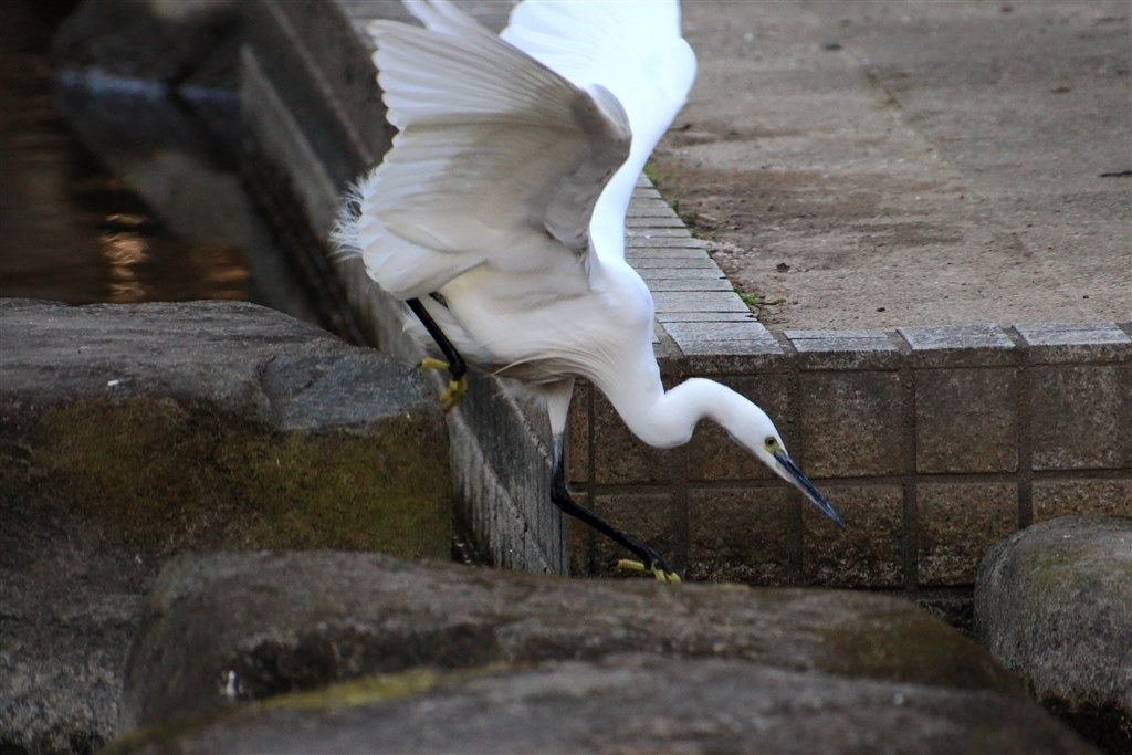 Kenko テレプラス HD 1.4X 付けて撮ってみました！』 CANON EF70-300mm F4-5.6 IS II USM のクチコミ掲示板  - 価格.com