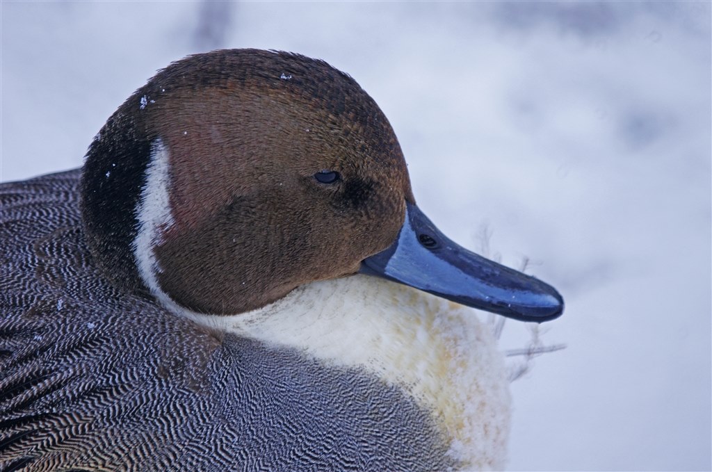 ミラーレンズの灯を絶やさないで！』 TAMRON SP 500mm F/8 のクチコミ