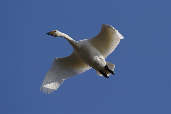 【中古】 天とぶ鳥が羽をのすよに　新装 中古】 天とぶ鳥が羽をのすよに 新装 $_57.JPG?set_id=