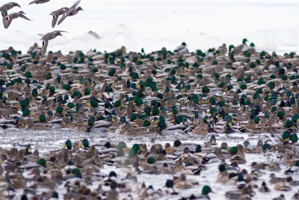 ペンタックス HD PENTAX-DA 560mmF5.6ED AW投稿画像・動画 - 価格.com