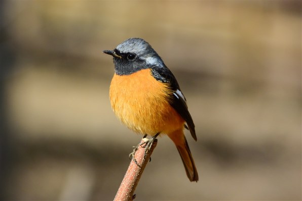 ニコン AF-S DX NIKKOR 55-300mm f/4.5-5.6G ED VRで撮影された