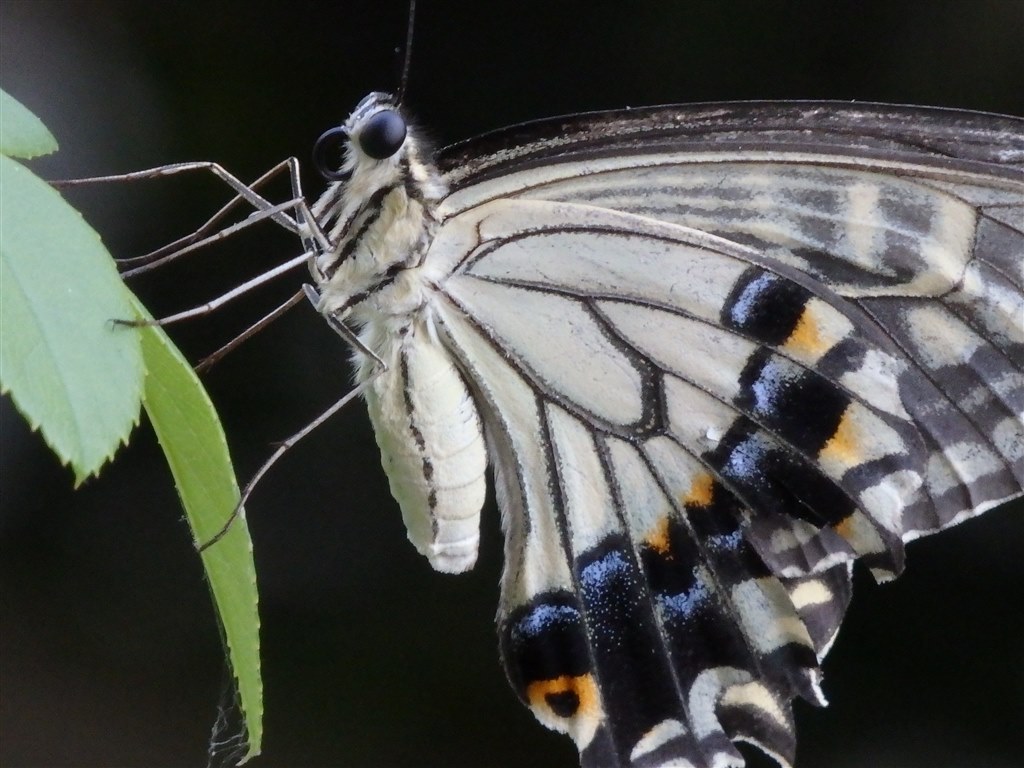 OLYMPUS - オリンパス　SH SH3 Amazon.com : OLYMPUS Compact digital camera STYLUS SH-3