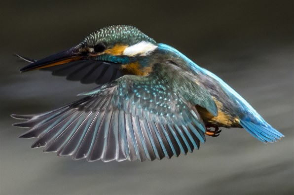 ペンタックス HD PENTAX-DA 560mmF5.6ED AW投稿画像・動画 - 価格.com