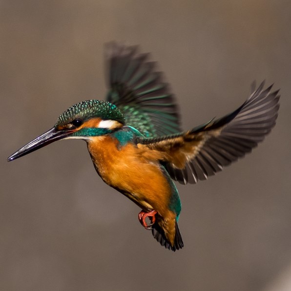 ペンタックス HD PENTAX-DA 560mmF5.6ED AW投稿画像・動画 - 価格.com