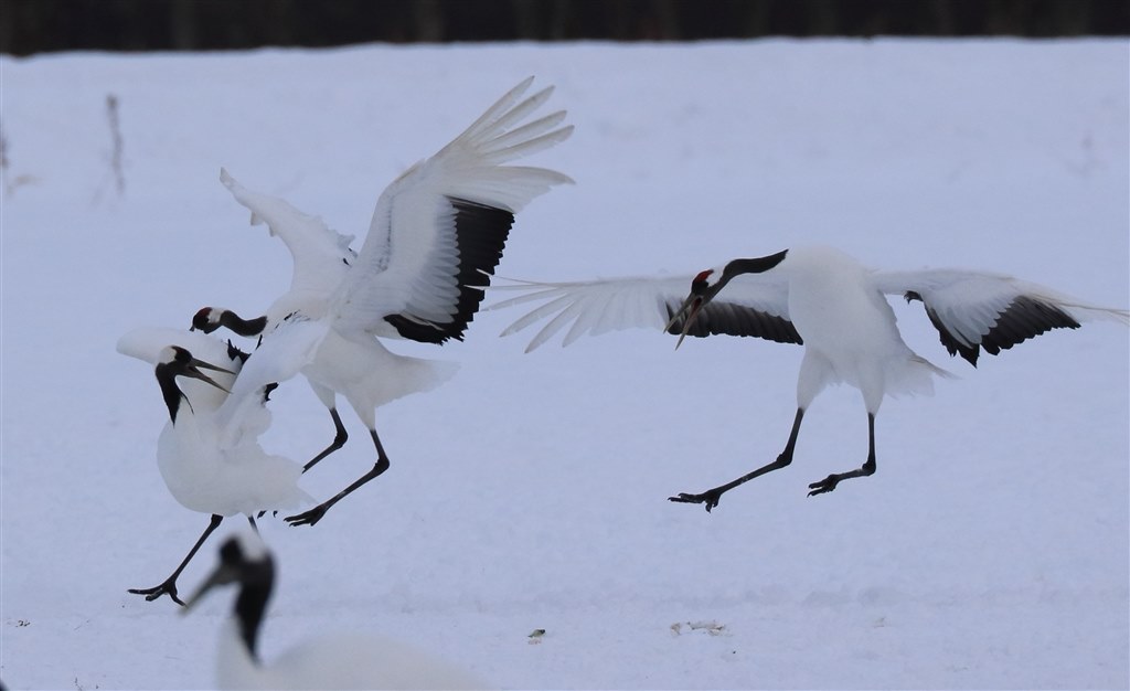 北海道流氷クルーズ』 CANON EF100-400mm F4.5-5.6L IS II USM の