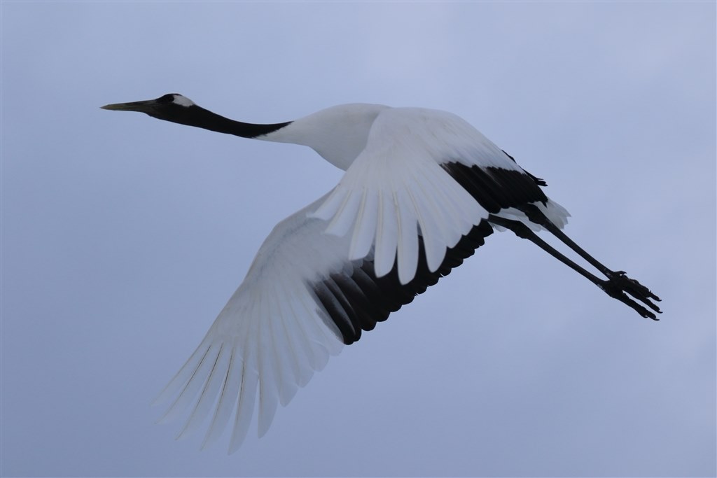 北海道流氷クルーズ』 CANON EF100-400mm F4.5-5.6L IS II USM の