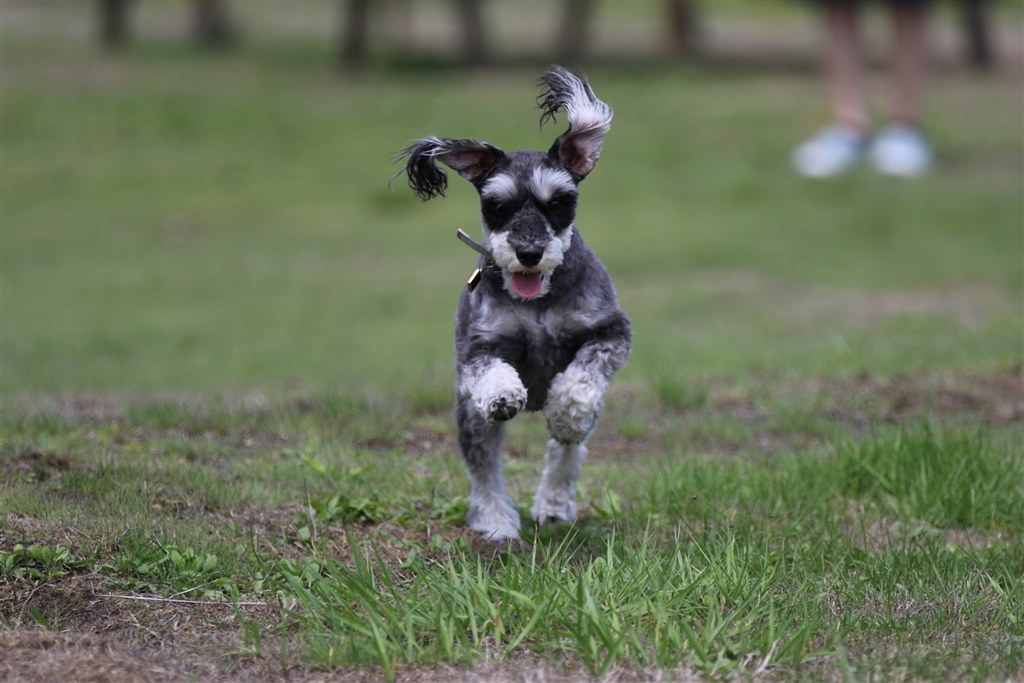 エクステンダー EF1.4X III の感想』 CANON EOS 7D Mark II エクステンダー EF1.4X III の感想』 CANON EOS 7D Mark II