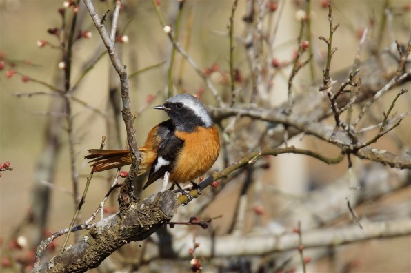 シグマ APO 50-500mm F4.5-6.3 DG OS HSM [ペンタックス用]投稿画像