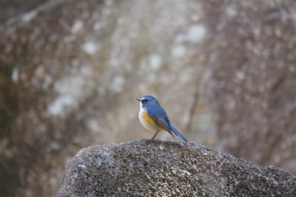 シグマ APO 50-500mm F4.5-6.3 DG OS HSM [ペンタックス用]投稿画像