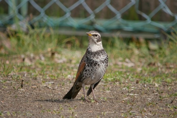 早速GET。』 パナソニック LUMIX G VARIO 100-300mm/F4.0-5.6 II/POWER