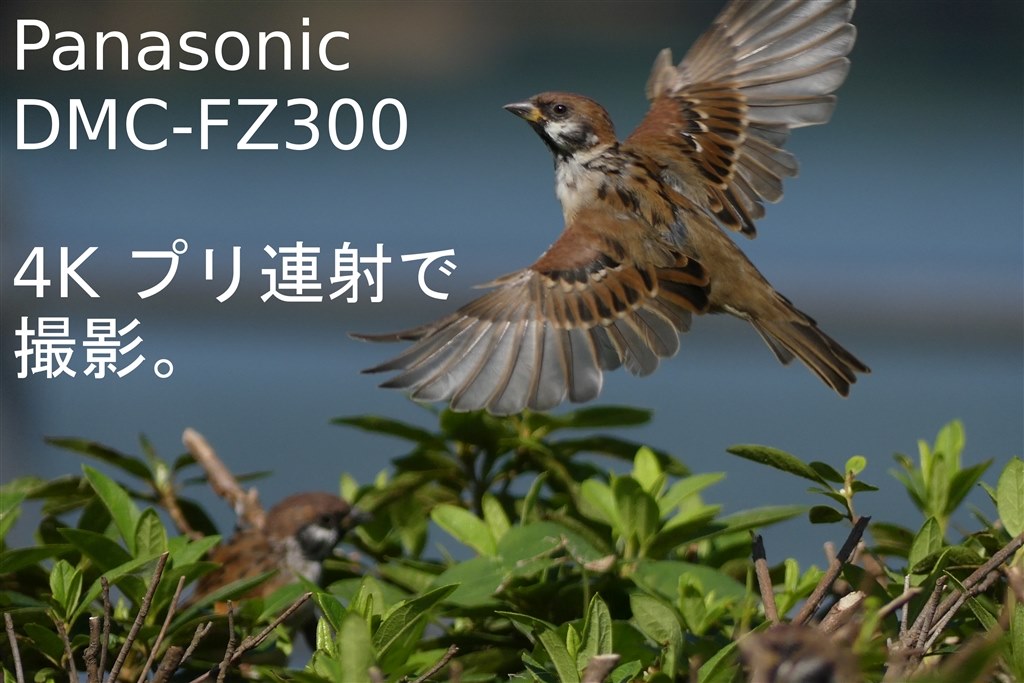 〈値下げ交渉可〉DC-FZ85 71BqFXwl4FL._UF350,350_QL80_.jpg
