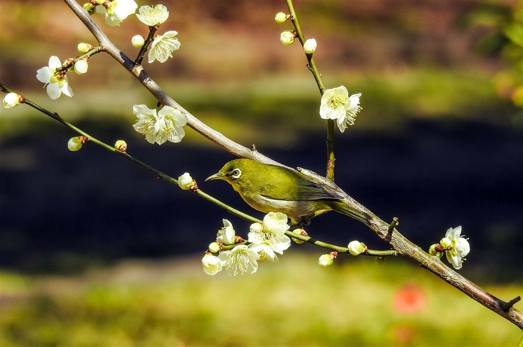 こんなの撮れます。』 ニコン COOLPIX P900 のクチコミ掲示板 - 価格.com