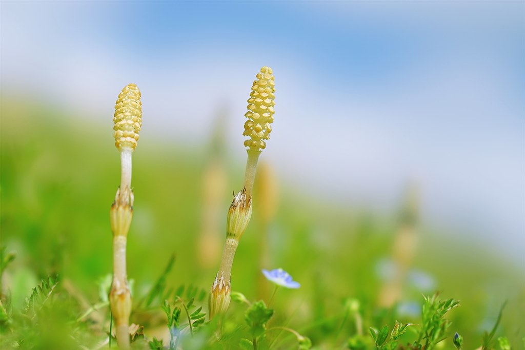イルミの王者】SONY SEL100F28GM 単焦点 唯一無二の描写