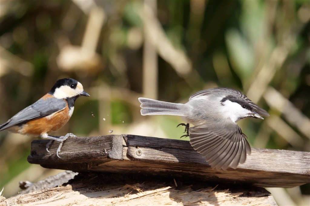 6K Photoで体育館撮影してみました』 パナソニック LUMIX DC-GH5