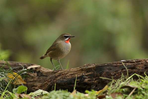 野鳥撮影のための望遠レンズ』 CANON EF70-300mm F4-5.6 IS II