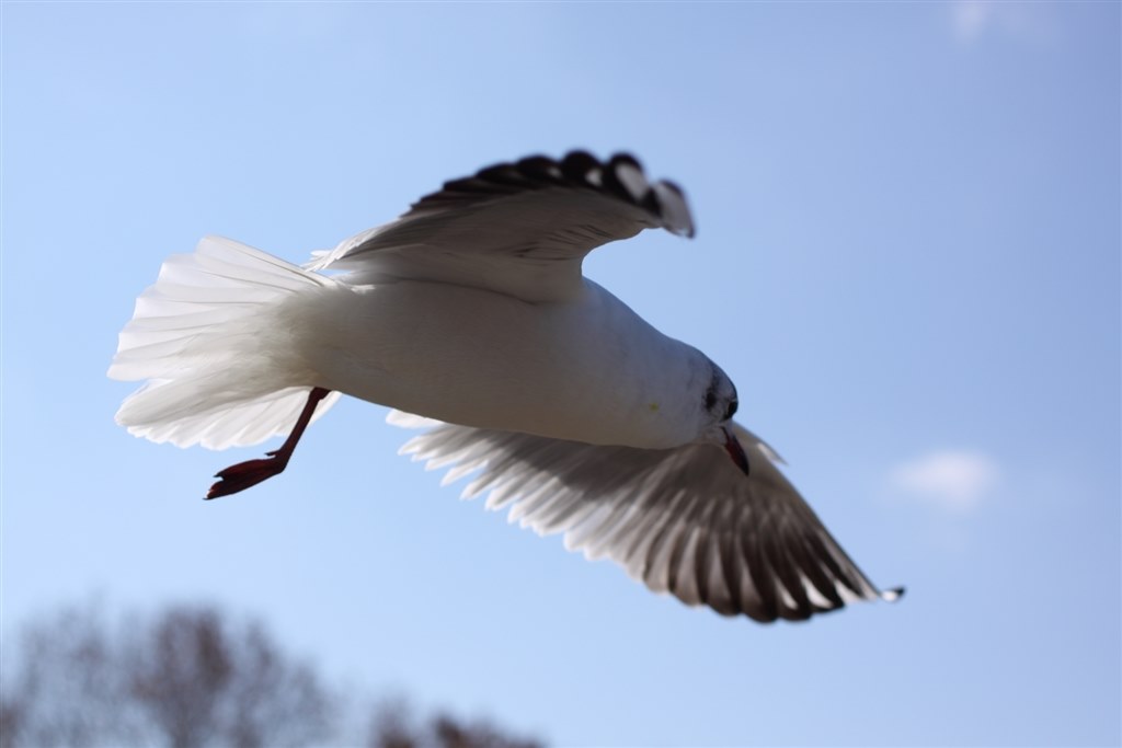 野鳥撮影のための望遠レンズ』 CANON EF70-300mm F4-5.6 IS II