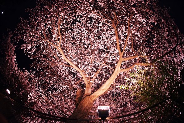 CANON EF15mm F2.8 フィッシュアイで撮影された写真 - 価格.com CANON EF15mm F2.8 フィッシュアイで撮影された写真 - 価格.com