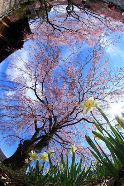 CANON EF15mm F2.8 フィッシュアイ投稿画像・動画 - 価格.com