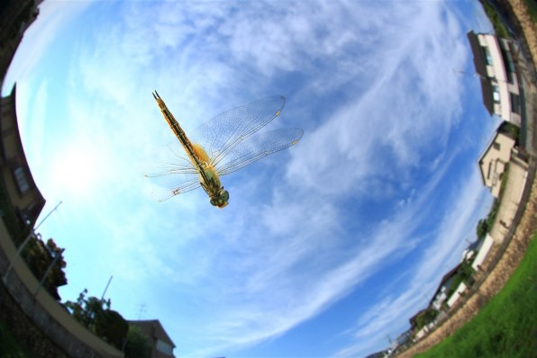 CANON EF15mm F2.8 フィッシュアイ投稿画像・動画 - 価格.com