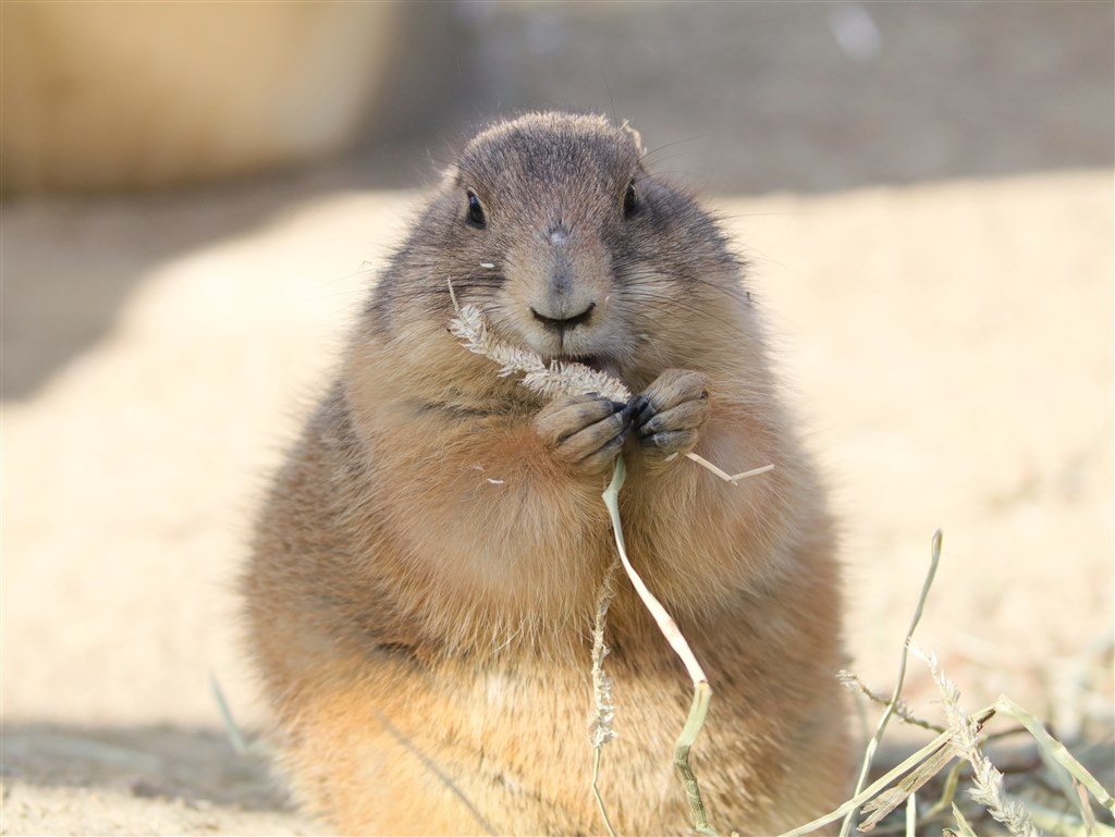 動物園用に、55-250STMか70-300IIか。』 CANON EF-S55-250mm F4 動物園用に、55-250STMか70-300IIか。』 CANON EF-S55-250mm F4