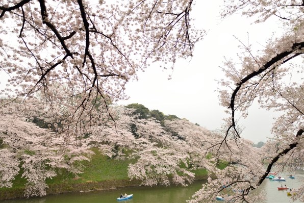 黒地に桜　お月様　逸品　太陽に当たると変わります 黒地に桜 お月様 逸品 太陽に当たると変わります （七十二候「桜
