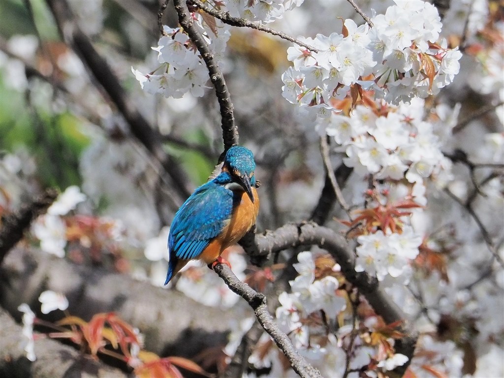 写真をアップしましょう オリンパス M Zuiko Digital Ed 300mm F4 0 Is Pro のクチコミ掲示板 価格 Com