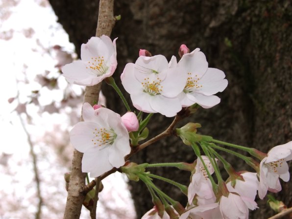 富士フイルム FinePix S200EXR投稿画像・動画 - 価格.com