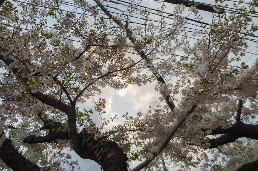 CCD機時代の高感度画質て味があるかも』 ニコン D70 ボディ の