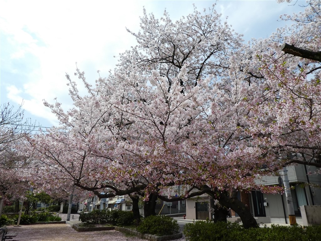 【ジャンク】【実写例有り】Panasonic DMC-TZ85 ジャンク】【実写例有り】Panasonic DMC-TZ85 概要 デジタル