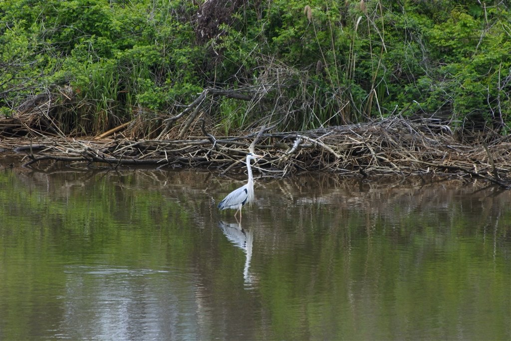 風景写真を綺麗に❤️Nikon AF-S 55-200mm F4-5.6G ED 美