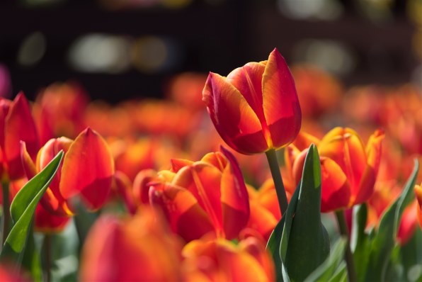 TAMRON 28-300mm F/3.5-6.3 Di VC PZD (Model A010) [ニコン用]で撮影