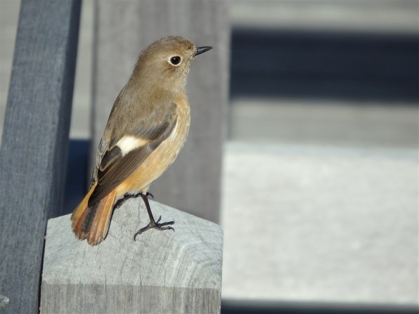 ニコン AF-S DX VR Zoom-Nikkor 55-200mm f/4-5.6G IF-ED投稿