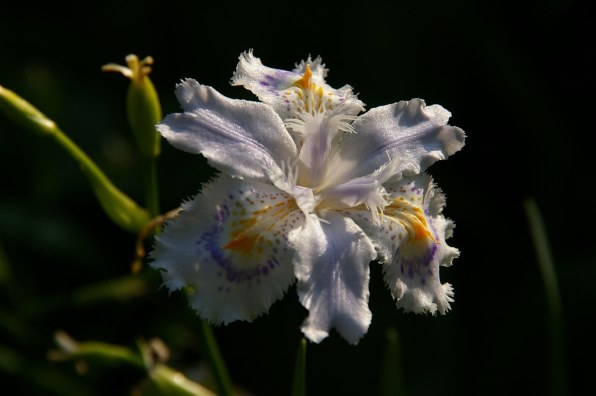 ペンタックス PENTAX K100D Super ボディ投稿画像・動画 - 価格.com