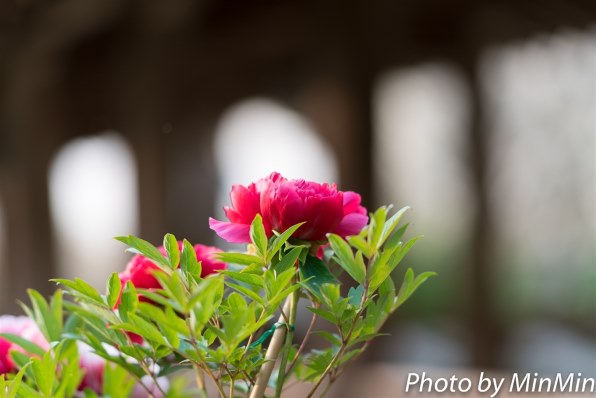 釣瓶に蛙釣り花入木箱有り大峰作