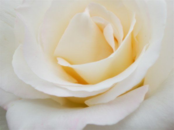 オリンパス OLYMPUS SH-25MR [ホワイト]投稿画像・動画 - 価格.com