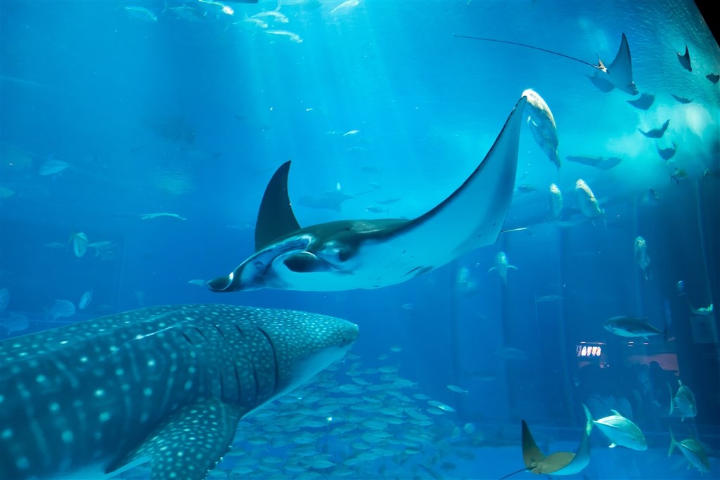 沖縄美ら海水族館での撮影アドバイスお願いします』 SONY α6000