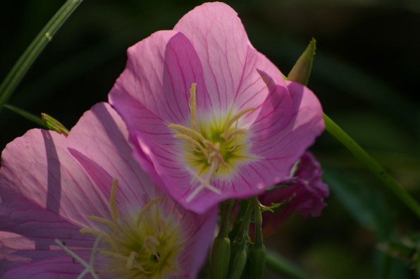 ペンタックス PENTAX K100D Super ボディ投稿画像・動画 - 価格.com