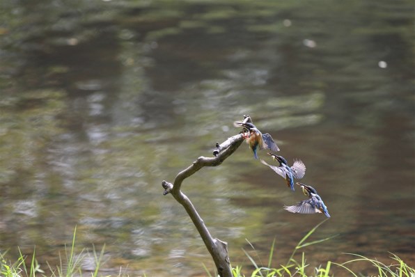 シグマ APO 500mm F4.5 EX DG /HSM (キヤノン AF)で撮影された写真 シグマ APO 500mm F4.5 EX DG /HSM (キヤノン AF)で撮影された写真