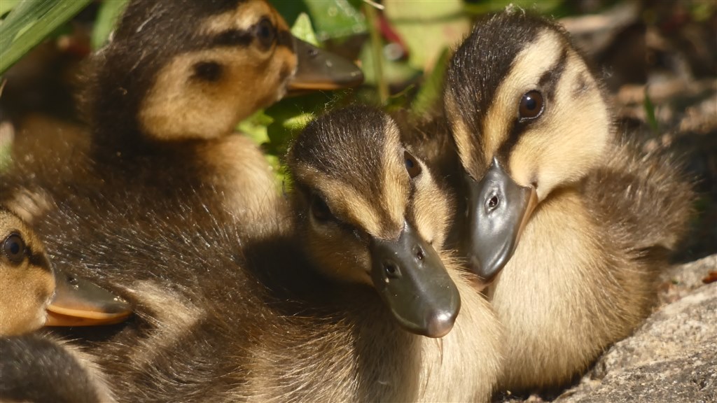 FZ85での、動画撮影。』 パナソニック LUMIX DC-FZ85 のクチコミ掲示板