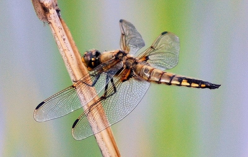【作例有】超望遠スリービーチ DIGITAL 60E 600mm F12 作例有】超望遠スリービーチ DIGITAL 60E 600mm F12 レンズ(単焦点)