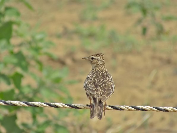 ゆ*お様 【美品・作例有】CANON PowerShot SX410 IS + Canon-PowerShot-SX410-IS-