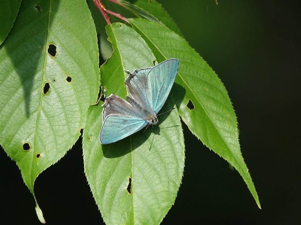 RX10M3の接写能力』 SONY サイバーショット DSC-RX10M3 の