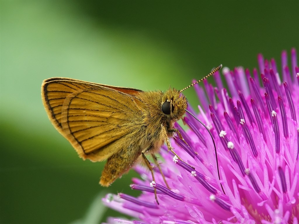 SONY サイバーショット DSC-RX10M3 動作確認済み レンズ内カビあり 前玉にカビが・・・・・』 SONY サイバーショット DSC-RX10 の