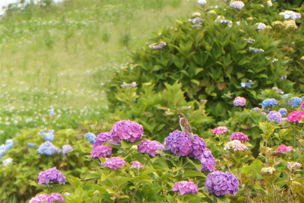 まずまずの画質で使えそうです♪』 パナソニック LUMIX DC-TZ90 の